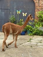 Alpaca merrie, Dieren en Toebehoren, Overige Dieren, Vrouwelijk, Na 1 juli 2024
