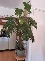 grote, gezonde huiskamer plant met pot., Huis en Inrichting, Kamerplanten, Ophalen