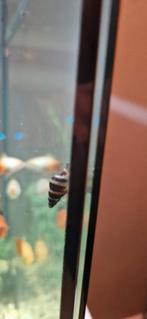 Mooie en nuttige baby Helena slakjes, aquariumopruimers!, Dieren en Toebehoren, Vissen | Aquariumvissen, Slak of Weekdier