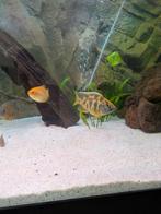Nimbochromis venustus paar te koop of te ruil, Dieren en Toebehoren, Vis