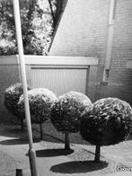 4 Bolconiferen, Tuin en Terras, Ophalen, Halfschaduw, Overige soorten, 100 tot 250 cm