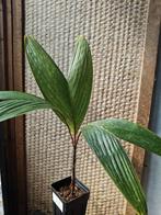 Verschaffeltia Splendida, Huis en Inrichting, Palm, Ophalen of Verzenden, In pot, Minder dan 100 cm