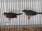 Japanse nachtegalen, Meerdere dieren