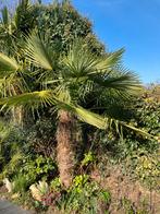 Trachycarpus fortunei Chinese waaierpalm, Tuin en Terras, Planten | Tuinplanten, Ophalen, Overige soorten, Volle zon