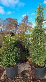 Portugese laurier, Ophalen of Verzenden, Laurier, Haag, 100 tot 250 cm