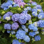Hydrangea macrophylla - Boerenhortensia - Hortensia, Vaste plant, Halfschaduw, Zomer, Ophalen