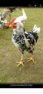 Jonge leghorn haan, Dieren en Toebehoren, Pluimvee, Mannelijk, Kip