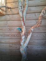 Koppel kakariki's, Meerdere dieren