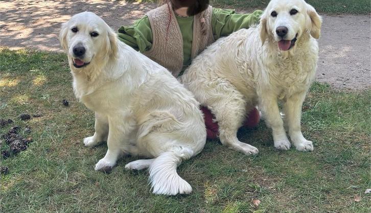 Oppas hond gezocht /honden oppas aangeboden, Diensten en Vakmensen, Dieren | Honden | Verzorging, Oppas en Les, Particuliere oppas