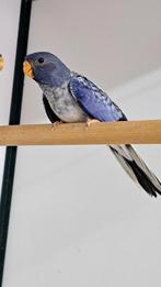 Splendid, Dieren en Toebehoren, Vogels | Parkieten en Papegaaien, Geslacht onbekend, Parkiet