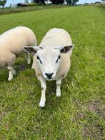 Texelaar ramlammeren, Dieren en Toebehoren, Schapen, Geiten en Varkens, Mannelijk, Schaap, 0 tot 2 jaar