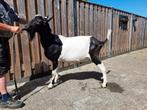 Grote Zwart bonte bok, Dieren en Toebehoren, Schapen, Geiten en Varkens, Vrouwelijk, Geit