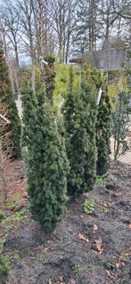 Taxus bac. Fastigiata Aurea smalle gele taxus, Ophalen, Bloeit niet, Halfschaduw, Overige soorten