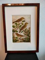 Chromolitho Litho A. Haase Praag Vogels Vogel Birds 1888, Ophalen of Verzenden