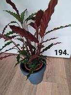 Calathea rufibarba, kamerplant, Ophalen of Verzenden, Halfschaduw, Minder dan 100 cm