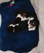 Mooie gezonde Jack Russel puppy’s, Jack Russell Terriër, 8 tot 15 weken, Meerdere, Meerdere dieren