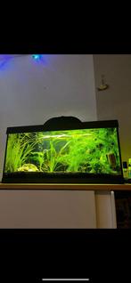 Aquarium 45 Liter (Lees omschrijving), Ophalen, Verlichting of Verwarming