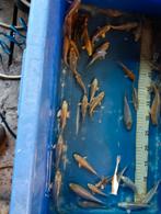 Koikarpertjes, Dieren en Toebehoren, Vissen | Vijvervissen, Karper of Koi