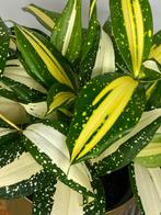 Dracaena Milkey Way #2, Tuin en Terras, Planten | Tuinplanten, Ophalen of Verzenden, Overige soorten, Volle zon