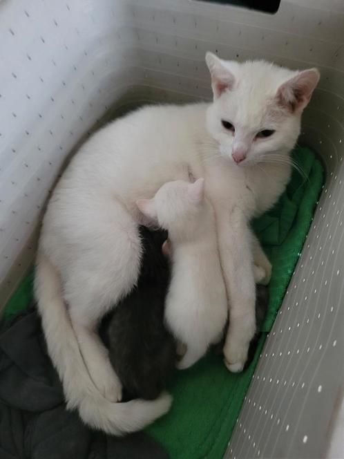 Nog 3 jonge kittens 4 april geboren, Dieren en Toebehoren, Katten en Kittens | Overige Katten, Meerdere dieren