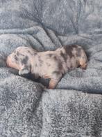 Prachtige dwergteckel pupjes, Dieren en Toebehoren, Honden | Teckels en Dashonden, België, Particulier, CDV (hondenziekte), 8 tot 15 weken
