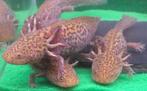 Axolotl Koper Marbled, Dieren en Toebehoren, Vissen | Aquariumvissen