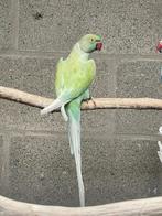 Halsbandparkiet, Geslacht onbekend, Parkiet