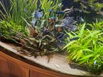 Black Molly 12 stuks is een school vissen of solo vissen, Dieren en Toebehoren, Vissen | Aquariumvissen, Vis