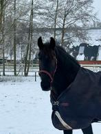 Lease paard aangeboden, Dieren en Toebehoren, Ophalen of Verzenden, Zo goed als nieuw, Overige soorten