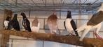 Sierduiven, Meerdere dieren