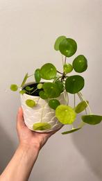 Pannenkoekplant met blormpot, Huis en Inrichting, Kamerplanten, Verzenden, Overige soorten, Minder dan 100 cm