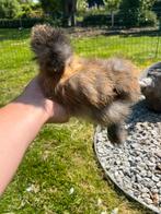Zijdehoen USA 🇺🇸, Dieren en Toebehoren, Pluimvee, Meerdere dieren, Kip