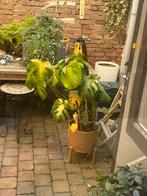 Big monstera + pot, Huis en Inrichting, Kamerplanten, Ophalen, Halfschaduw, Minder dan 100 cm