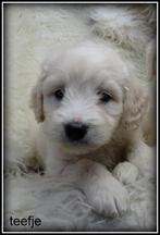 Labradoodle pups medium, Nederland, Overige rassen, 8 tot 15 weken, CDV (hondenziekte)