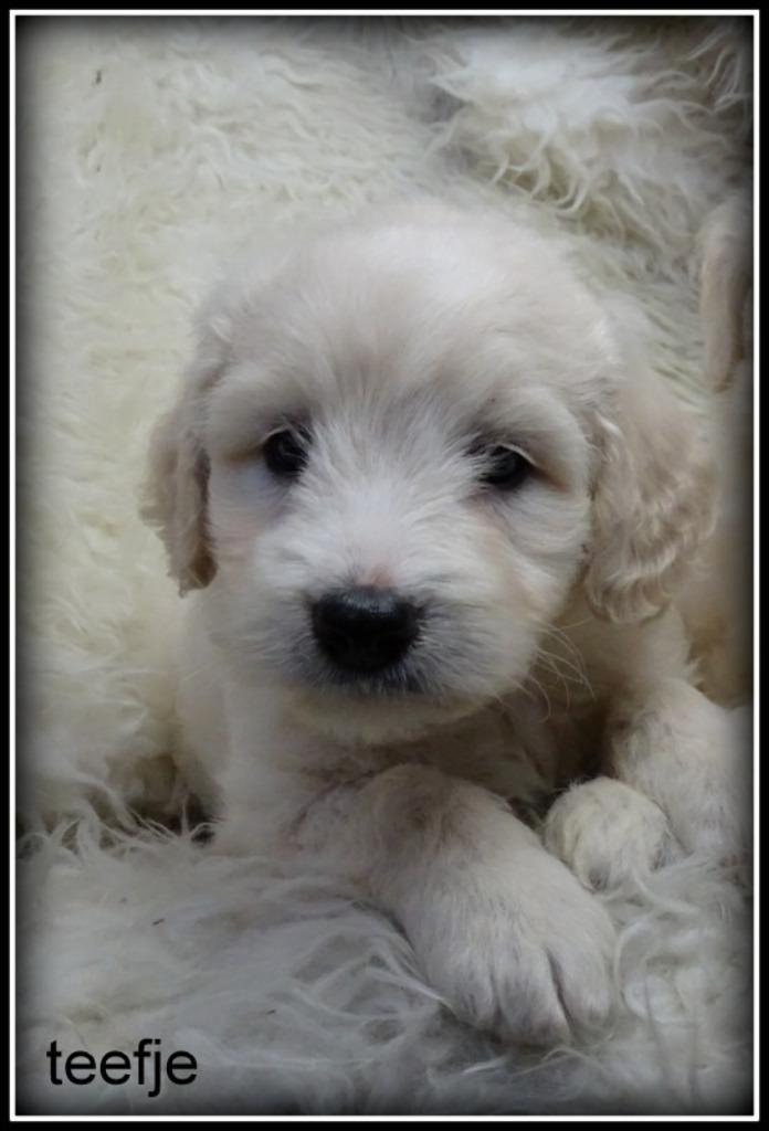 Labradoodle pups medium, Dieren en Toebehoren, Honden | Retrievers, Spaniëls en Waterhonden, Meerdere dieren, Overige rassen, Fokker | Professioneel