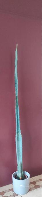 Grote Euphorbia Cactus (1.80m), Ophalen, Cactus, Volle zon