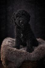 💞Allerliefste Australian labradoodle pups 💞 HYPOALLERGEEN, Parvo, Overige rassen, 8 tot 15 weken, Meerdere