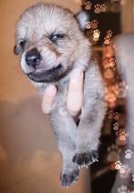 Tsjecho-Slowaakse Wolfhond puppies te koop, Particulier, Overige rassen, 8 tot 15 weken, Buitenland