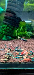 Aanbieding Skittels Caridina garnalen aquarium bezorging, Kreeft, Krab of Garnaal