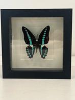 Opgezette vlinder in lijst 16 x 16, Verzamelen, Dierenverzamelingen, Ophalen of Verzenden, Zo goed als nieuw, Insect, Opgezet dier