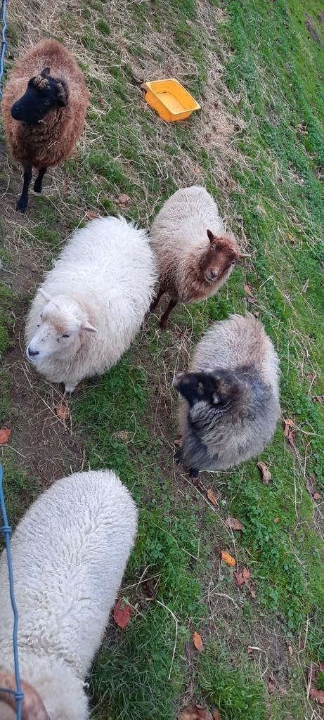 2 ooien (drachtig),  quessant schaap, grasmaaier, Dieren en Toebehoren, Schapen, Geiten en Varkens, Schaap, Vrouwelijk