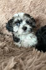 Maltipoo pups  prachtige lieve pups, Dieren en Toebehoren, Honden | Chihuahua's en Gezelschapshonden, Overige rassen, 8 tot 15 weken