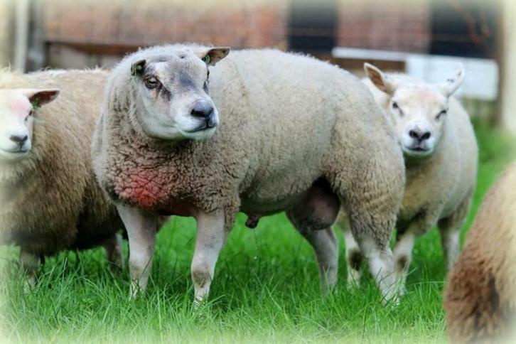 Likblokken, stal, voeders , werkkleding, klompen en laarzen!, Dieren en Toebehoren, Schapen, Geiten en Varkens, Schaap, Meerdere dieren