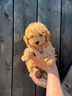 Super lieve mini doodles, Dieren en Toebehoren, Honden | Chihuahua's en Gezelschapshonden, Parvo, 8 tot 15 weken, Meerdere, Nederland
