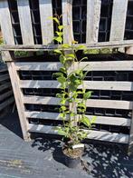 Camelia Principessa Baciocchi ca. 100 cm, Ophalen of Verzenden, Overige soorten, Struik, Minder dan 100 cm