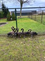 te koop 5 jonge zwarte zwanen, Dieren en Toebehoren, Pluimvee, Meerdere dieren, Gans of Zwaan