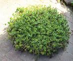 Vetplant op betonnen schaal, Tuin en Terras, Ophalen, Beukenhaag, Minder dan 100 cm