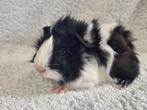 Prachtige jonge cavia's, Dieren en Toebehoren, Knaagdieren, Cavia, Augustus, Meerdere dieren, Tam