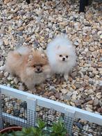 Pomeriaan pups, Particulier, 15 weken tot 1 jaar, Buitenland, Teef