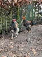 Brahma hanen, Dieren en Toebehoren, Pluimvee, Mannelijk, Kip